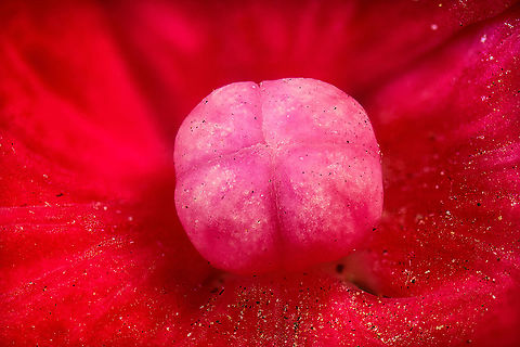 Mophead Hydrangea, 5:1 macro https://www.jungledragon.com/image/103659/mophead_hydrangea_2.51_macro.html
These photos are the result of a technical stress test, so this is going to be a nerd post to welcome you to my world of pain.

We're dealing with extreme macro here (2.5 - 5x magnification) which brings unique lighting problems. When you go beyond a 1:1 "normal" macro magnification, the concept of "effective aperture" applies. A rough formula:

Effective Aperture = Lens Aperture x (1 + Magnification). 

Example: f/5.6 at 5x magnification becomes 5.6 x (1 + 5.6) = f/37.

If you're familiar with aperture, you'll know f/37 means almost no light enters the lens. And this is just a mild example, in some situations you can end up with f/60, or f/80. 

In more human terms, neither daylight nor your normal indoor light will be enough to even see much in the viewfinder at all. Instead, you need to take the strongest light you own and hold it directly next to the subject, almost touching it, to even see the subject. 

Whilst this would allow you to position and focus, it's just the beginning of our problems. The light has to be very strong yet cold, as to not fry the subject. It needs to have consistent output, not flicker, and have a stable color temperature. 

Yet by far the biggest issue is that even with such a suitable light, it's still not strong enough to be able to use a fast shutter speed. A slow shutter speed is a fatal problem with extreme macro. Higher magnifications bring problems even experienced 1:1 photographers were unaware of. 

The wind flow in your house. Somebody walking the stairs. The laundry machine in the next room. A heavy car driving by. Each will destroy your photo stack, and you have to start over. 

Some people counter these problems in creative ways: rubber feet, dampening plates, wind screens, the like. Others simply go for even bigger lights, because they really need a faster shutter speed. And bigger lights are not an exaggeration:

https://www.youtube.com/watch?v=n3HOKYyG9G4

Note the additional problem of the insanely tiny working space between lens and subject. And once again, if those lights are hot, the subject itself, especially a flower, will move. It could be only 0.1mm, yet that's enough to ruin a stack.

All of the above is called a continuous light strategy. Despite its challenges, some people are successful with it, but it's very hard or requires extreme measures. The biggest upside of all this pain is that continuous light gives you direct feedback on the exposure, what the photo (or one photo in a stack) will look like.

And then there is flash. Flash is uniquely suitable to produce a large amount of light in a short time span, allowing us to freeze the subject. When we freeze the subject with a fast enough shutter speed, micro vibrations no longer matter (yet subject movement still does). 

Yet here too we have problems. At a shutter speed fast enough to eliminate vibration, says 1/200s or faster, we ask the very maximum of the typical flash unit. Now consider that we're asking that 100 times in a row, just to produce a stack to combine in a single photo.

The first problem is battery life. You'll blast through 4 AA batteries in about 3-5 stacks, or at most 10 when using slower shutter speeds. Which is not very sustainable, as well as expensive. To add insult to injury, the battery can die halfway down the stack, ruining the entire stack. But before that happens, the unit will lower (or vary) output between shots, which again is fatal, as a stack needs to be consistent from beginning to end. If you have a cheaper flash unit, you may even destroy your unit this way if it does not have built-in protection against overheating.

(continued in comment below...) Extreme Macro,Hydrangea macrophylla,Mophead Hydrangea