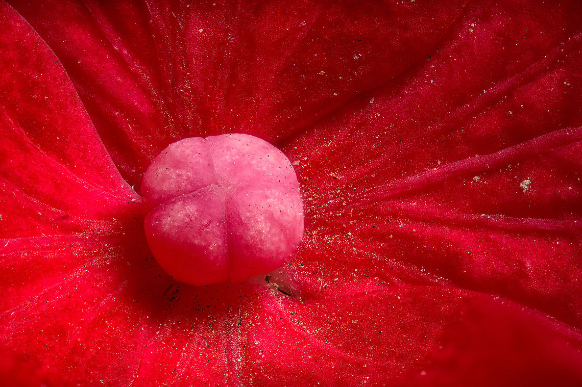 Mophead Hydrangea, 2.5:1 macro <figure class="photo"><a href="https://www.jungledragon.com/image/103658/mophead_hydrangea_51_macro.html" title="Mophead Hydrangea, 5:1 macro"><img src="https://s3.amazonaws.com/media.jungledragon.com/images/2/103658_thumb.jpg?AWSAccessKeyId=05GMT0V3GWVNE7GGM1R2&Expires=1770854410&Signature=omOWBUaHR21xtHv26a8LS0tlVIQ%3D" width="200" height="134" alt="Mophead Hydrangea, 5:1 macro https://www.jungledragon.com/image/103659/mophead_hydrangea_2.51_macro.html<br />
These photos are the result of a technical stress test, so this is going to be a nerd post to welcome you to my world of pain.<br />
<br />
We're dealing with extreme macro here (2.5 - 5x magnification) which brings unique lighting problems. When you go beyond a 1:1 "normal" macro magnification, the concept of "effective aperture" applies. A rough formula:<br />
<br />
Effective Aperture = Lens Aperture x (1 + Magnification). <br />
<br />
Example: f/5.6 at 5x magnification becomes 5.6 x (1 + 5.6) = f/37.<br />
<br />
If you're familiar with aperture, you'll know f/37 means almost no light enters the lens. And this is just a mild example, in some situations you can end up with f/60, or f/80. <br />
<br />
In more human terms, neither daylight nor your normal indoor light will be enough to even see much in the viewfinder at all. Instead, you need to take the strongest light you own and hold it directly next to the subject, almost touching it, to even see the subject. <br />
<br />
Whilst this would allow you to position and focus, it's just the beginning of our problems. The light has to be very strong yet cold, as to not fry the subject. It needs to have consistent output, not flicker, and have a stable color temperature. <br />
<br />
Yet by far the biggest issue is that even with such a suitable light, it's still not strong enough to be able to use a fast shutter speed. A slow shutter speed is a fatal problem with extreme macro. Higher magnifications bring problems even experienced 1:1 photographers were unaware of. <br />
<br />
The wind flow in your house. Somebody walking the stairs. The laundry machine in the next room. A heavy car driving by. Each will destroy your photo stack, and you have to start over. <br />
<br />
Some people counter these problems in creative ways: rubber feet, dampening plates, wind screens, the like. Others simply go for even bigger lights, because they really need a faster shutter speed. And bigger lights are not an exaggeration:<br />
<br />
https://www.youtube.com/watch?v=n3HOKYyG9G4<br />
<br />
Note the additional problem of the insanely tiny working space between lens and subject. And once again, if those lights are hot, the subject itself, especially a flower, will move. It could be only 0.1mm, yet that's enough to ruin a stack.<br />
<br />
All of the above is called a continuous light strategy. Despite its challenges, some people are successful with it, but it's very hard or requires extreme measures. The biggest upside of all this pain is that continuous light gives you direct feedback on the exposure, what the photo (or one photo in a stack) will look like.<br />
<br />
And then there is flash. Flash is uniquely suitable to produce a large amount of light in a short time span, allowing us to freeze the subject. When we freeze the subject with a fast enough shutter speed, micro vibrations no longer matter (yet subject movement still does). <br />
<br />
Yet here too we have problems. At a shutter speed fast enough to eliminate vibration, says 1/200s or faster, we ask the very maximum of the typical flash unit. Now consider that we're asking that 100 times in a row, just to produce a stack to combine in a single photo.<br />
<br />
The first problem is battery life. You'll blast through 4 AA batteries in about 3-5 stacks, or at most 10 when using slower shutter speeds. Which is not very sustainable, as well as expensive. To add insult to injury, the battery can die halfway down the stack, ruining the entire stack. But before that happens, the unit will lower (or vary) output between shots, which again is fatal, as a stack needs to be consistent from beginning to end. If you have a cheaper flash unit, you may even destroy your unit this way if it does not have built-in protection against overheating.<br />
<br />
(continued in comment below...) Extreme Macro,Hydrangea macrophylla,Mophead Hydrangea" /></a></figure><br />
These photos are the result of a technical stress test, so this is going to be a nerd post to welcome you to my world of pain.<br />
<br />
We're dealing with extreme macro here (2.5 - 5x magnification) which brings unique lighting problems. When you go beyond a 1:1 "normal" macro magnification, the concept of "effective aperture" applies. A rough formula:<br />
<br />
Effective Aperture = Lens Aperture x (1 + Magnification). <br />
<br />
Example: f/5.6 at 5x magnification becomes 5.6 x (1 + 5.6) = f/37.<br />
<br />
If you're familiar with aperture, you'll know f/37 means almost no light enters the lens. And this is just a mild example, in some situations you can end up with f/60, or f/80. <br />
<br />
In more human terms, neither daylight nor your normal indoor light will be enough to even see much in the viewfinder at all. Instead, you need to take the strongest light you own and hold it directly next to the subject, almost touching it, to even see the subject. <br />
<br />
Whilst this would allow you to position and focus, it's just the beginning of our problems. The light has to be very strong yet cold, as to not fry the subject. It needs to have consistent output, not flicker, and have a stable color temperature. <br />
<br />
Yet by far the biggest issue is that even with such a suitable light, it's still not strong enough to be able to use a fast shutter speed. A slow shutter speed is a fatal problem with extreme macro. Higher magnifications bring problems even experienced 1:1 photographers were unaware of. <br />
<br />
The wind flow in your house. Somebody walking the stairs. The laundry machine in the next room. A heavy car driving by. Each will destroy your photo stack, and you have to start over. <br />
<br />
Some people counter these problems in creative ways: rubber feet, dampening plates, wind screens, the like. Others simply go for even bigger lights, because they really need a faster shutter speed. And bigger lights are not an exaggeration:<br />
<br />
<section class="video"><iframe width="448" height="282" src="https://www.youtube-nocookie.com/embed/n3HOKYyG9G4?hd=1&autoplay=0&rel=0" frameborder="0" allowfullscreen></iframe></section><br />
<br />
Note the additional problem of the insanely tiny working space between lens and subject. And once again, if those lights are hot, the subject itself, especially a flower, will move. It could be only 0.1mm, yet that's enough to ruin a stack.<br />
<br />
All of the above is called a continuous light strategy. Despite its challenges, some people are successful with it, but it's very hard or requires extreme measures. The biggest upside of all this pain is that continuous light gives you direct feedback on the exposure, what the photo (or one photo in a stack) will look like.<br />
<br />
And then there is flash. Flash is uniquely suitable to produce a large amount of light in a short time span, allowing us to freeze the subject. When we freeze the subject with a fast enough shutter speed, micro vibrations no longer matter (yet subject movement still does). <br />
<br />
Yet here too we have problems. At a shutter speed fast enough to eliminate vibration, says 1/200s or faster, we ask the very maximum of the typical flash unit. Now consider that we're asking that 100 times in a row, just to produce a stack to combine in a single photo.<br />
<br />
The first problem is battery life. You'll blast through 4 AA batteries in about 3-5 stacks, or at most 10 when using slower shutter speeds. Which is not very sustainable, as well as expensive. To add insult to injury, the battery can die halfway down the stack, ruining the entire stack. But before that happens, the unit will lower (or vary) output between shots, which again is fatal, as a stack needs to be consistent from beginning to end. If you have a cheaper flash unit, you may even destroy your unit this way if it does not have built-in protection against overheating.<br />
<br />
(continued in comment below...) Extreme Macro,Hydrangea macrophylla,Mophead Hydrangea