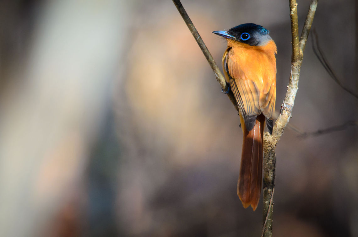 Malagasy Paradise Flycatcher (female) in Kirindi  Kirindy Reserve,Madagascar,Malagasy Paradise Flycatcher,Terpsiphone mutata