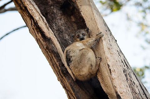Red-tailed sportive lemur in Kirindi hiding in the hollow of a tree It seems like a common pattern for many lemurs: shielding your back so that you only have a 180 degree line of sight to worry about. This Red-tailed sportive lemur is a nocturnal species. Kirindy Reserve,Lepilemur ruficaudatus,Madagascar,Red-tailed sportive lemur
