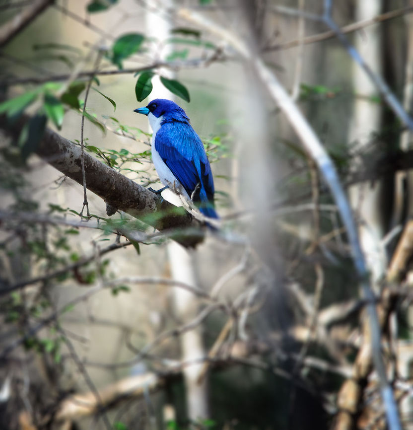 Blue Vanga in Kirindi forest One of the brightest in the vanga family of birds, which is a little-know family. Blue Vanga,Cyanolanius madagascarinus,Kirindy Reserve,Madagascar