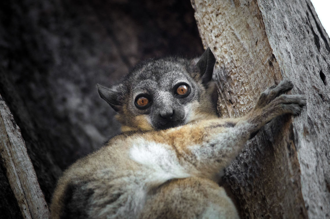 Red-tailed sportive lemur by day at Kirindi forest Hiding in the hollow of a tree by day is this beautiful Red-tailed sportive lemur. Kirindy Reserve,Lepilemur ruficaudatus,Madagascar,Red-tailed sportive lemur