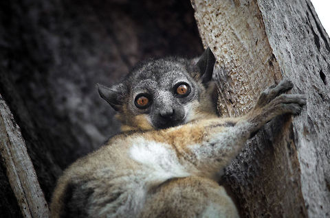 Red-tailed sportive lemur by day at Kirindi forest Hiding in the hollow of a tree by day is this beautiful Red-tailed sportive lemur. Kirindy Reserve,Lepilemur ruficaudatus,Madagascar,Red-tailed sportive lemur