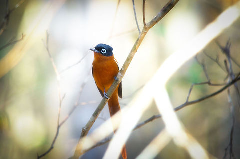 Malagasy Paradise Flycatcher bathing in Kirindi sunlight  Kirindy Reserve,Madagascar,Malagasy Paradise Flycatcher,Terpsiphone mutata