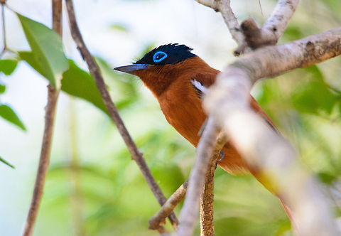 Malagasy Paradise Flycatcher closeup in Kirindi  Kirindy Reserve,Madagascar,Malagasy Paradise Flycatcher,Terpsiphone mutata