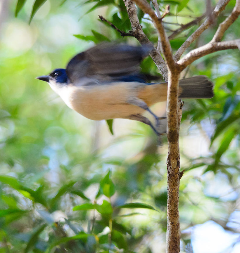 Blue Vanga takeoff Too bad it's not sharp, yet I still liked the posture of this Blue vanga taking off in the Kirindi forest of Madagascar. Blue Vanga,Cyanolanius madagascarinus,Kirindy Reserve,Madagascar