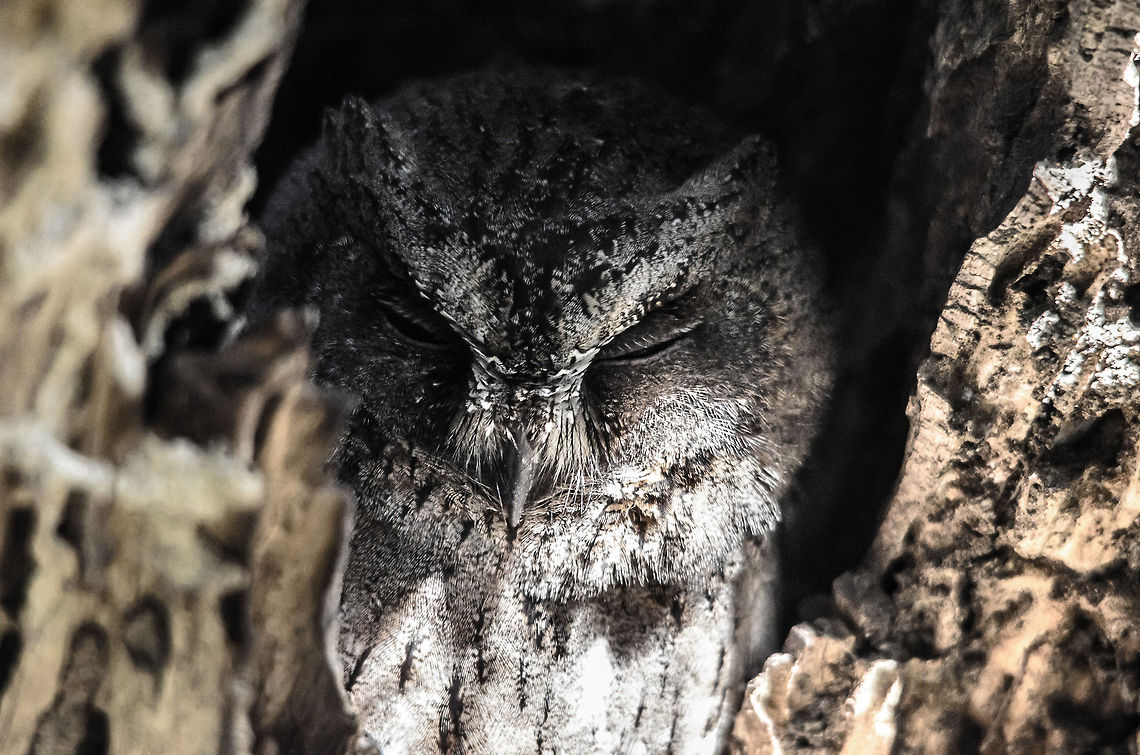 Torotoroka Scops Owl in Kirindi A Torotoroka Scops Owl (Otus madagascariensis) hiding by day in the hollow of a dead tree in Kirindi, Madagascar. Kirindy Reserve,Madagascar,Otus madagascariensis,Otus rutilus,Rainforest scops owl,Torotoroka Scops Owl