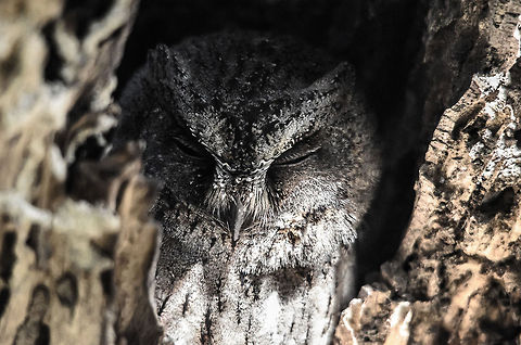 Torotoroka Scops Owl in Kirindi A Torotoroka Scops Owl (Otus madagascariensis) hiding by day in the hollow of a dead tree in Kirindi, Madagascar. Kirindy Reserve,Madagascar,Otus madagascariensis,Otus rutilus,Rainforest scops owl,Torotoroka Scops Owl