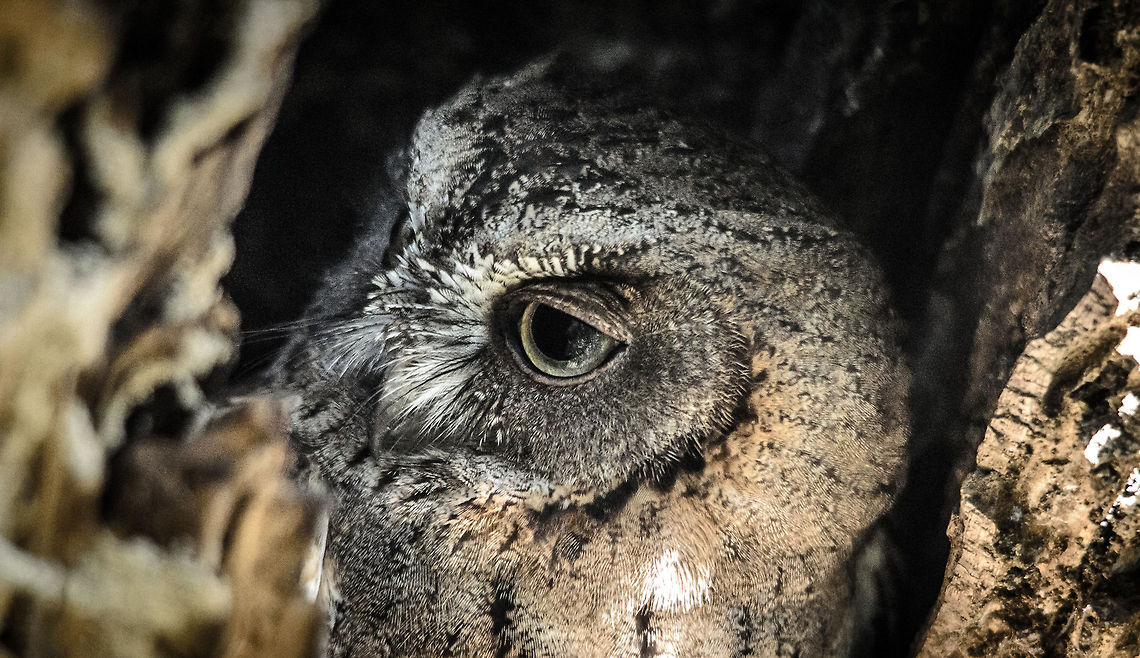 Torotoroka Scops Owl Here is the response of this Torotoroka Scops Owl after our guide softly knocking on the hollow of this tree.  Kirindy Reserve,Madagascar,Otus madagascariensis,Otus rutilus,Rainforest scops owl,Torotoroka Scops Owl