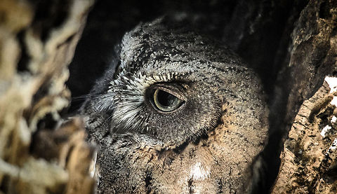 Torotoroka Scops Owl Here is the response of this Torotoroka Scops Owl after our guide softly knocking on the hollow of this tree.  Kirindy Reserve,Madagascar,Otus madagascariensis,Otus rutilus,Rainforest scops owl,Torotoroka Scops Owl