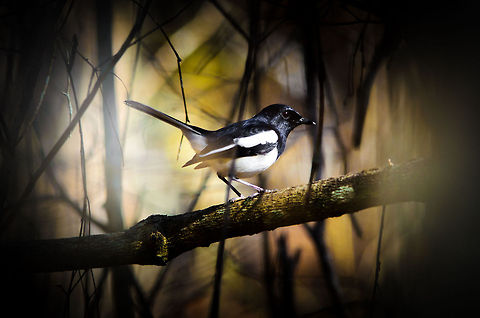 Madagascar Magpie-Robin (male) in Kirindi forest  Copsychus albospecularis,Kirindy Reserve,Madagascar,Madagascar Magpie-Robin