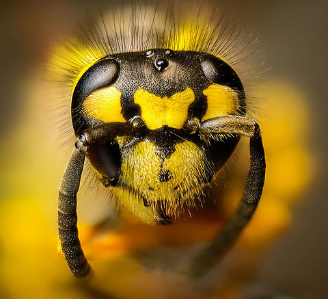 Vespula germanica, Heesch, Netherlands Found dead and dusty on the garden floor by Henriette. Together with Vespula vulgaris, this species is likely responsible for people's "proxy" fear to anything in a black/yellow jacket, including harmless hover-flies, bees and bumblebees.

Note the cool comma-shaped eyes. Another interesting detail are the 3 black spots above the jaws, these are an identification key to distinguish it from the very similar Vespula vulgaris:
http://www.ahw.me/img/vespula-germanica-vulgaris-kaken1b.html Extreme Macro,Extreme Macro Portraits,German wasp,Vespula germanica,WeMacro