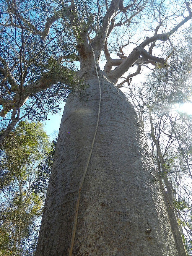 Mega baobab in Kirindi Although the photo may not indicate it, this by far is the most impressive tree we have ever seen. It is in the middle of the Kirindi forest, and you will need 6 to 8 people to span around it. Perhaps even more impressive are its roots, they surface horizontally at enormous distances. We could see roots of this tree as far away as 20 meters from its berk.  Adansonia grandidieri,Kirindy Reserve,Madagascar