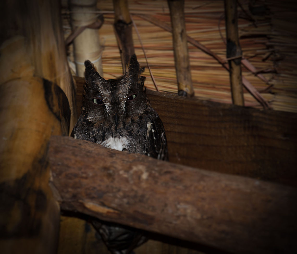 Rainforest Scops Owl in Kirindi According to our guide, this is a Western Scops Owl, otherwise known as Rainforest Scops Owl. I am in doubt though, since this species should normally appear in the west, whilst this one was photographed in the west of Madagascar. Geotagged,Kirindy Reserve,Madagascar,Otus rutilus,Rainforest Scops Owl