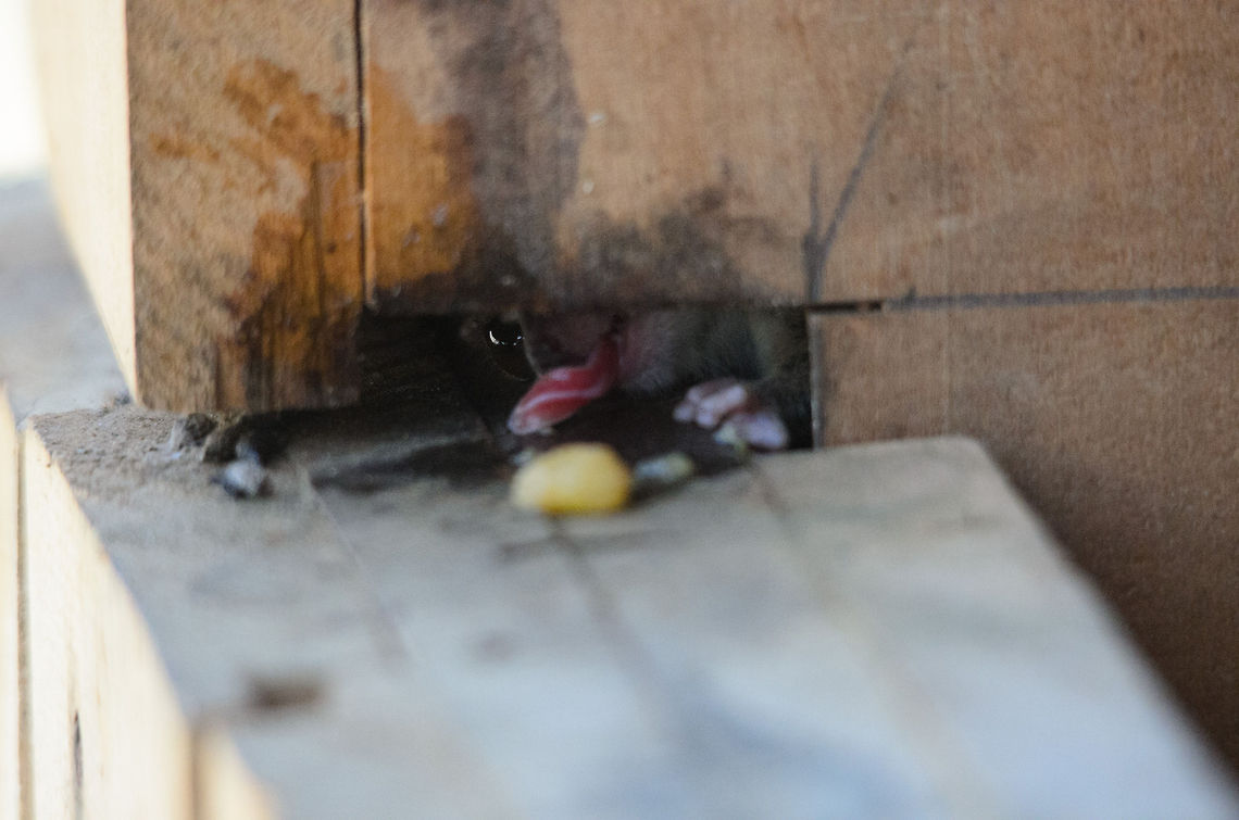 Yum At the restaurant inside the accommodation of the Kirindi forest is a wooden pillar in which a Gray Mouse Lemur has nested. Here it is trying to slide food towards his mouth using his tongue :) Gray mouse lemur,Kirindy Reserve,Madagascar,Microcebus murinus