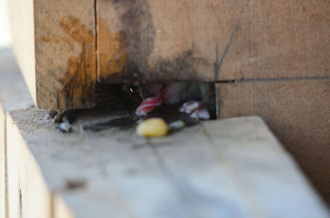 Yum At the restaurant inside the accommodation of the Kirindi forest is a wooden pillar in which a Gray Mouse Lemur has nested. Here it is trying to slide food towards his mouth using his tongue :) Gray mouse lemur,Kirindy Reserve,Madagascar,Microcebus murinus