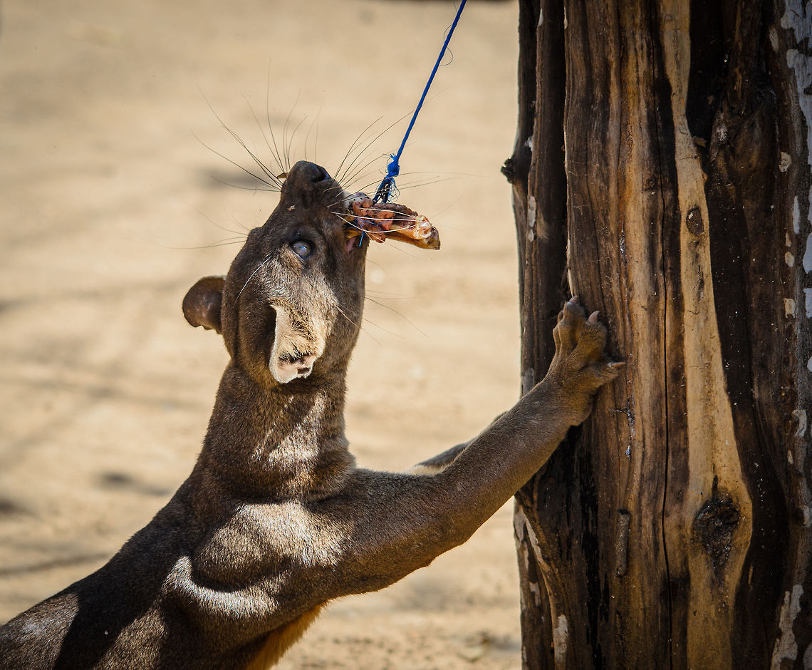 Hungry Fossa Wild fossas regularly visit the Kirindi accommodation to look for human food leftovers. In this scene, our guide wanted to showcase the enormous agility and strength of a fossa by attaching some chicken legs to a string. <br />
<br />
It's quite an intimidating sight. Once bitten, the fossa does not let go. It can easily pull up its own weight by its teeth. I have several more photos of this scene, which I'll post later. Cryptoprocta ferox,Fossa,Kirindy Reserve,Madagascar