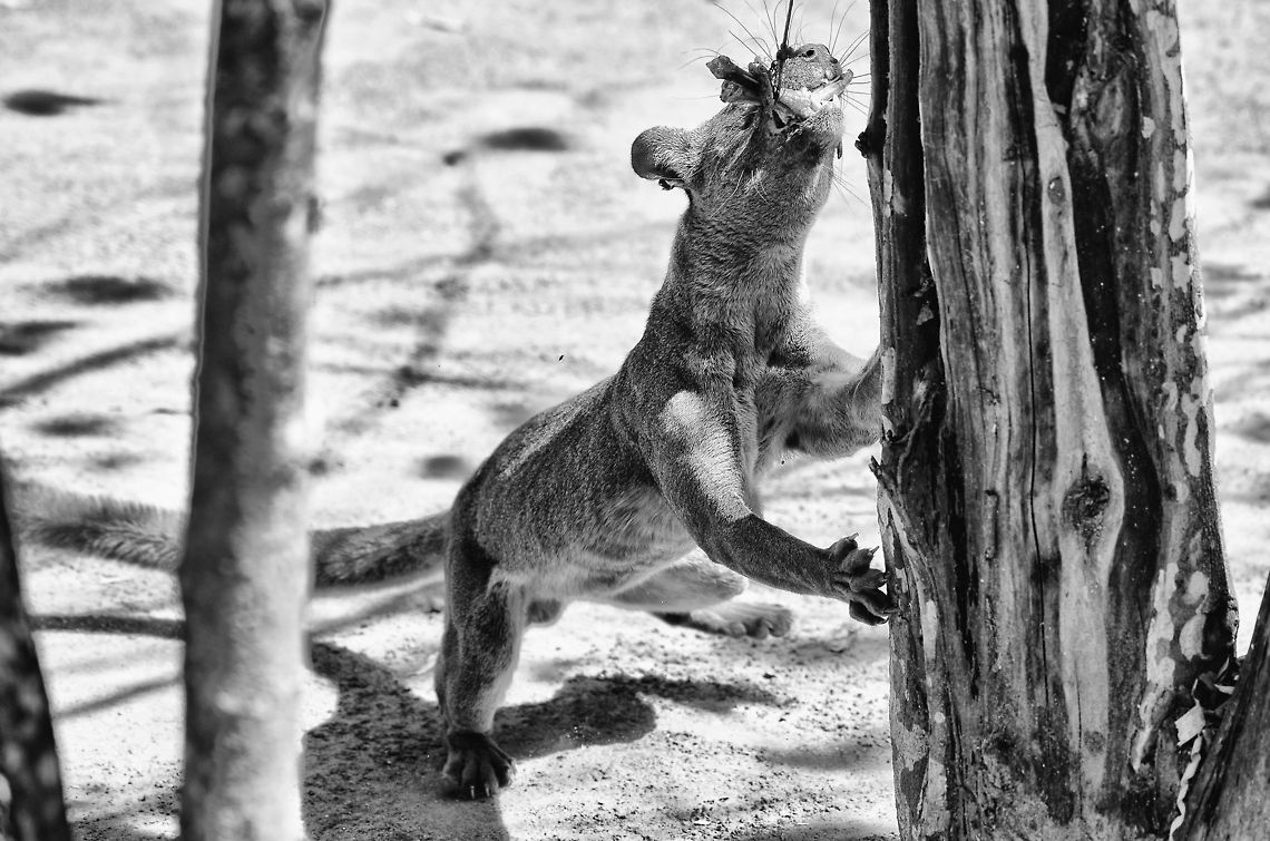 Fossa raw power A fossa in Kirindi showcases its upper body and bit strength, mastering chicken legs on a chord. Cryptoprocta ferox,Fossa,Kirindy Reserve,Madagascar