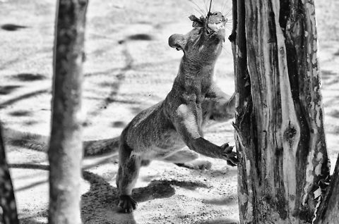 Fossa raw power A fossa in Kirindi showcases its upper body and bit strength, mastering chicken legs on a chord. Cryptoprocta ferox,Fossa,Kirindy Reserve,Madagascar