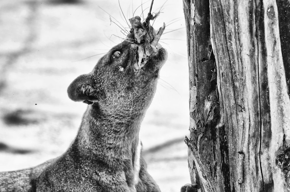 Fossa bite strength A closeup of a Fossa hooking on to some chicken legs in Kirindi, Madagascar. Cryptoprocta ferox,Fossa,Kirindy Reserve,Madagascar