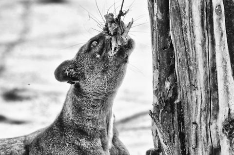 Fossa bite strength A closeup of a Fossa hooking on to some chicken legs in Kirindi, Madagascar. Cryptoprocta ferox,Fossa,Kirindy Reserve,Madagascar