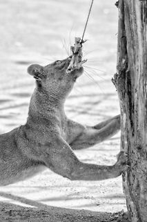 Fossa biceps A fossa in Kirindi uses its bite strength and strong legs to master a chorded pair of chicken legs. Cryptoprocta ferox,Fossa,Kirindy Reserve,Madagascar