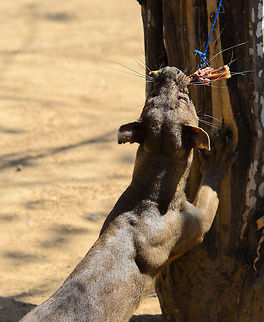 Fossa obsession It is intimidating to see the blind rage of a Fossa after it has selected a target. In this case it refuses to let go of a pair of chicken legs. Cryptoprocta ferox,Fossa,Kirindy Reserve,Madagascar
