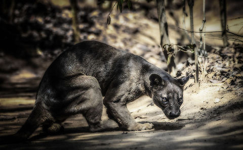 Fossa finding next prey Having being fed some chicken legs in Kirindi, and very loudly crushing and processing them in the bushes, this Fossa is ready for a next meal. Cryptoprocta ferox,Fossa,Kirindy Reserve,Madagascar