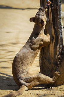 Fossa spine Notice the flexible spine and strong legs on this fossa, as it is clining on to some chicken legs on a chord in Kirindi, Madagascar. It is no surprise how this predator is such a master of trees. Cryptoprocta ferox,Fossa,Kirindy Reserve,Madagascar