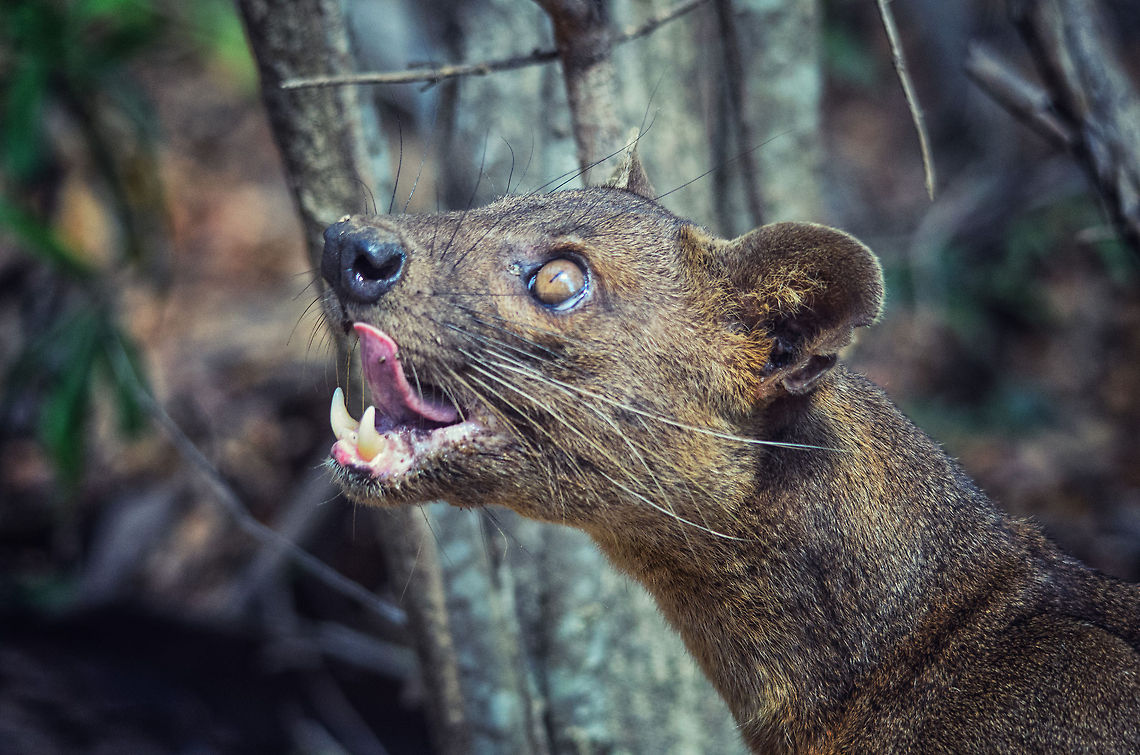 Fossa after meal A fossa cleans himself after having devoured a pair of chicken legs. It has not problem processing raw, boney food like this. Cryptoprocta ferox,Fossa,Kirindy Reserve,Madagascar