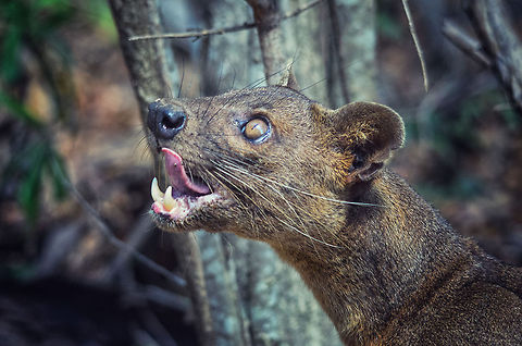 Fossa after meal A fossa cleans himself after having devoured a pair of chicken legs. It has not problem processing raw, boney food like this. Cryptoprocta ferox,Fossa,Kirindy Reserve,Madagascar