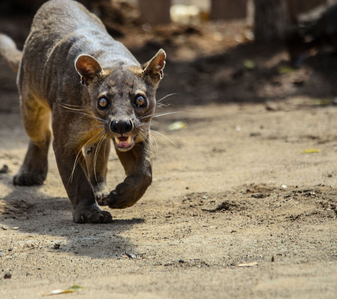 You're next This is one of those scenes to remember. In my excitement to photograph a spectacular showing of this fossa trying to master some chicken legs on a chord, I found myself isolated from the group and way too close to this fossa. At the blink of a second, it was done with the chicken legs and turned its attention to me. It came running at me with the determination seen in the above shot, whilst bystanders were shouting "careful!".<br />
<br />
I figured running doesn't exactly help in such a situation so I just froze and awaited my faith. A few metres before reaching me, the fossa slowed down and sniffed the air. It probably then decided I stink too much, and turned around.<br />
<br />
Thank you for letting me live another day, dear Fossa. Cryptoprocta ferox,Fossa,Kirindy Reserve,Madagascar