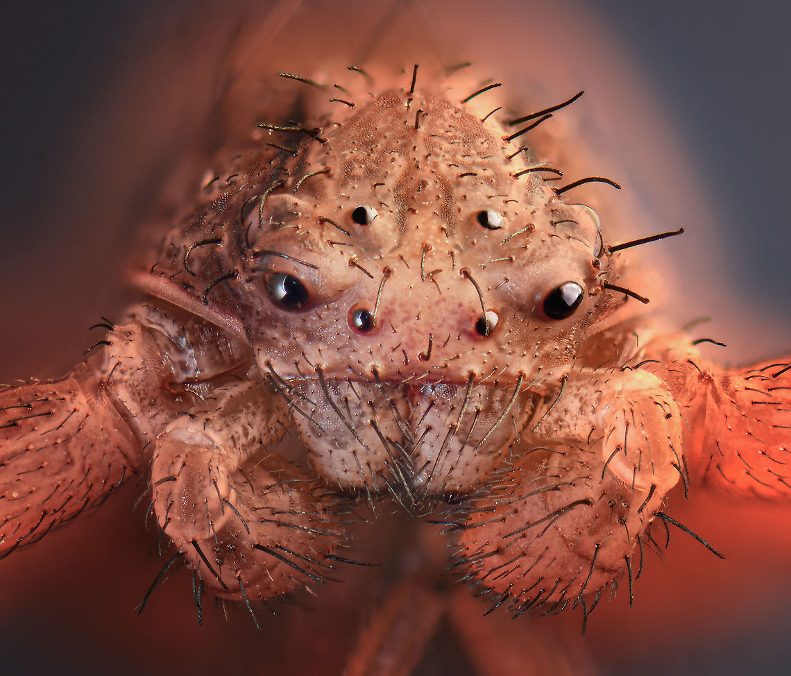 Ozyptila sp., extreme macro, Netherlands Whilst playing with our cat in the backyard, I noticed some movement in the grass, a tiny crab spider. Unusually small compared to how I normally find them, and I wasn't expecting them on the ground. This one I roughly estimate at 4-6mm wide for the abdomen, so without legs.<br />
<br />
I sacrificed this one. To repeat my earlier take on this: I prefer to use arthropods found dead (about 75% of cases), yet sacrifice on an exceptional basis, within moderation. Only if it's a species not done before, or if the subject is meaningful or promising. And I will always disclose it.<br />
<br />
Technically, I'm pleased with the result, which doesn't happen a lot when it comes to extreme macro. The interesting "making of" note for this one is that I used a tunnel diffuser. Which is a very fancy way of saying that I enclosed the subject entirely with a paper cup, and then aimed my flash unit directy to the outside of the cup. The paper texture causes soft spread light, yet due to the shape of the cup, light also bounces inside of the cup, in all directions. Altogether, this creates a relatively soft and even light in all directions.<br />
<br />
It's a delicate process for me to pull this off currently. Positioning the cup without touching anything else is stressful, but once done, you lose focus light. There's almost no distance between the front of the lens and the beginning of the cup, so hardly any way to get any preview light in there. Therefore, everything needs to be ready, calculated and programmed before taking this step.<br />
<br />
Ways around this would be to have a very strong permanent light next to the cup, to at least have *some* preview light. Or, to have the cup placement procedure be more repeatable, in some permanent position where it always lands in the same spot. I'll explore that.<br />
<br />
Back on point, ultimately the point of all of it is the subject, not the process. I find it delightfully unsettling. Should have posted it for Halloween.<br />
<br />
As for species, I expect it is in the Ozyptila genus. This genus has relatively dull crab spiders and most are only a few mm in size.  Extreme Macro,Extreme Macro Portraits,Netherlands,WeMacro