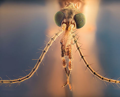 Tipula sp. head extreme macro, Heesch, Netherlands A few weeks ago, a burst of adult Crane flies appeared in our garden. Out of the blue, we found them everywhere, by the dozens. In their adult phase, they only live for a few days, and most species cannot even feed at this point. Terrible pilots that they are, many were found dead or stuck in cog webs. So I repurposed a spider's meal for this photo. 

Due to being close to defenseless in their adult stage, most Tipula species look as unremarkable as they can, in terms of color. The mouth parts (rostrum and palpus) looks sizable in this photo, yet seems to have no purpose in most Tipula species. They can't bite or feed with it.

As for the "making of", this one uses a tunnel diffuser, as explained in my previous post:
https://www.jungledragon.com/image/104217/ozyptila_sp._extreme_macro_netherlands.html
The particular challenge for this subject are the antennae. Long antennae add a lot of depth to a scene if you want to have them in focus end-to-end. Whereas the spider example is a 40 stack image, this one is 230 images, and that's entirely due to the antennae. Extreme Macro,Extreme Macro Portraits,Netherlands,WeMacro