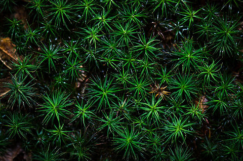 Polytrichum juniperinum at Veluwe, Netherlands A lovely type of moss this Polytrichum juniperinum is. Harderwijk,Macro,Netherlands,Polytrichum juniperinum,Veluwe