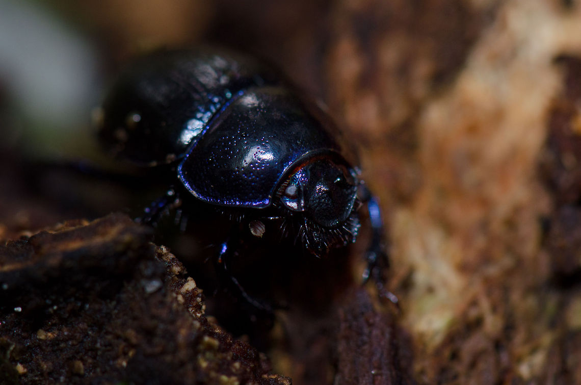 Mr Armor Macro closeup of a Anoplotrupes stercorosus at the Veluwe, the Netherlands. They are a very common sight there. Their most striking feature is their blue metallic color. Anoplotrupes stercorosus,Harderwijk,Macro,Netherlands,Veluwe