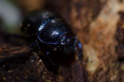 Mr Armor Macro closeup of a Anoplotrupes stercorosus at the Veluwe, the Netherlands. They are a very common sight there. Their most striking feature is their blue metallic color. Anoplotrupes stercorosus,Harderwijk,Macro,Netherlands,Veluwe