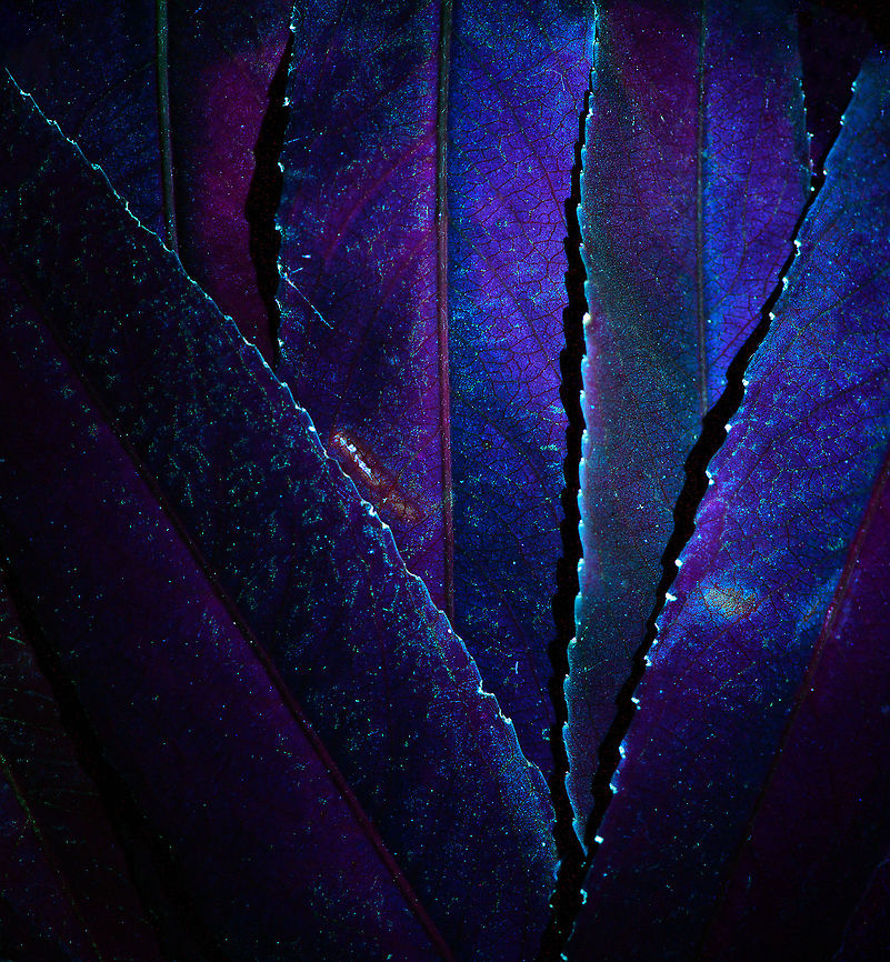 Purple Willow leafs UV, Heesch, Netherlands A while ago, I made a nightly stroll through our small garden to pre-select UV subjects. I used a 320nm light, sometimes called &quot;pure UV&quot;. This in contrast to popular UV flashlights that above all are powerful yet not pure in their wavelength. <br />
<br />
Given a suitable light, we expose the subject to it exclusively, no other light should interfere. If its a UV &quot;sensitive&quot; subject it will &quot;reflect&quot; back color in the visible spectrum. Succesful subjects in the same garden:<br />
<br />
<figure class="photo"><a href="https://www.jungledragon.com/image/93389/common_orange_lichen_-_uv_macro_2.51_heesch_netherlands.html" title="Common Orange Lichen - UV macro 2.5:1, Heesch, Netherlands"><img src="https://s3.amazonaws.com/media.jungledragon.com/images/2/93389_thumb.jpg?AWSAccessKeyId=05GMT0V3GWVNE7GGM1R2&Expires=1759968010&Signature=iM%2BtzLKY5bR%2BJ6XUMYZkdsMfWJ8%3D" width="200" height="134" alt="Common Orange Lichen - UV macro 2.5:1, Heesch, Netherlands Credit for using lichens as UV subjects goes to the makers of the Adaptalux lighting system, this is one of their tutorials. The difference is in magnification, they&#039;re using a non-macro approach whilst I tried my luck at 1:1, 2.5:1 and 5:1. <br />
https://www.jungledragon.com/image/93387/common_orange_lichen_-_uv_macro_11_heesch_netherlands.html<br />
https://www.jungledragon.com/image/93388/common_orange_lichen_-_uv_macro_51_heesch_netherlands.html Common orange lichen,Extreme Macro,Ultra Violet Light,WeMacro,Xanthoria parietina" /></a></figure><br />
<figure class="photo"><a href="https://www.jungledragon.com/image/93386/mexican_orange_-_uv_heesch_netherlands.html" title="Mexican Orange - UV, Heesch, Netherlands"><img src="https://s3.amazonaws.com/media.jungledragon.com/images/2/93386_thumb.jpg?AWSAccessKeyId=05GMT0V3GWVNE7GGM1R2&Expires=1759968010&Signature=vr6AaptwXVFvWT9m%2FvDkKSfbFYM%3D" width="200" height="134" alt="Mexican Orange - UV, Heesch, Netherlands Here&#039;s the Mexican Orange, in totally not orange, instead in UV. <br />
<br />
I&#039;ll use this post to share some of my still quite limited understanding of UV. UV light, or UV radiation is light in the wavelength 1-400nm. The entirety of this big range is not visible to the human eye. Some of it does reach the human eye from the sun, yet our &quot;lens&quot; blocks it. Some animals can see parts of the UV range, such as bees.<br />
<br />
The huge range from 1-400nm is divided into 3 categories, the only interesting category for photography and other consumer use is &quot;near UV&quot;: 380&ndash;200 nm. Shorter wave lengths mainly have industrial and medical use and are highly dangerous to human skin and eyes. <br />
<br />
Near UV in turn is further divided into sub categories, of which only &quot;Long wave UV&quot; is relevant for photography. Some lab people may play around with shorter wavelengths at home (in particular to photograph minerals), yet this too is highly dangerous.<br />
<br />
Longwave is 320 to 400 nm, also called UV-A. This is our relevant photography range. It can be used for two distinct types of UV photography: Reflected UV photography or UV induced fluorescence photography.<br />
<br />
Reflected UV photography (strongly) illuminates the subject with UV light, yet the subject may also be exposed to other wavelengths. So this can be done in daylight. Next, a filter is placed on the lens to block any light except UV light. <br />
<br />
UV induced fluorescence photography exposes the subject to UV light and UV light only. In other words, it requires full darkness. In this darkness, you cannot see the actual illumination, as UV light itself is invisible. However, when doing this on a UV sensitive subject, the subject will absorb the UV light and emit excess energy (UV light contains more energy compared to longer wave lengths) in the form of light in the visible spectrum.<br />
<br />
To put all this together, the above scene does not show UV light itself, it shows a subject absorbing it and emitting some of it back into the visible spectrum, in this case purple and yellow. Choisya ternata,Extreme Macro,Ultra Violet Light" /></a></figure><br />
<br />
This particular subject caught my eye during the UV round. This cultivated Salix purpurea lit up like a faint christmas tree. In particular, it seems the jagged edges of each leaf (and there&#039;s hundreds on this tree) create little light sparks whilst every other part of this plant/tree does nothing, and remains dark. I&#039;m not convinced it has any biological function, but it does look cool.<br />
<br />
Transfering this effect to a photo is difficult, and I find the result underwhelming compared to the real experience. So you kind of have to image this photo times 500 for what it looks like in the real world.<br />
<br />
Making of: I took a few leafs and taped them to end of a lens hood, effectively creating a small dark chamber. Next, I aimed the UV light inside and exposed for 2 minutes using my 1:1 macro lens. <br />
 Europe,Heesch,Netherlands,Salix purpurea,Ultra Violet Light,World