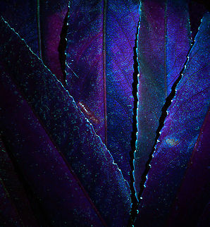Purple Willow leafs UV, Heesch, Netherlands A while ago, I made a nightly stroll through our small garden to pre-select UV subjects. I used a 320nm light, sometimes called "pure UV". This in contrast to popular UV flashlights that above all are powerful yet not pure in their wavelength. 

Given a suitable light, we expose the subject to it exclusively, no other light should interfere. If its a UV "sensitive" subject it will "reflect" back color in the visible spectrum. Succesful subjects in the same garden:

https://www.jungledragon.com/image/93389/common_orange_lichen_-_uv_macro_2.51_heesch_netherlands.html
https://www.jungledragon.com/image/93386/mexican_orange_-_uv_heesch_netherlands.html

This particular subject caught my eye during the UV round. This cultivated Salix purpurea lit up like a faint christmas tree. In particular, it seems the jagged edges of each leaf (and there's hundreds on this tree) create little light sparks whilst every other part of this plant/tree does nothing, and remains dark. I'm not convinced it has any biological function, but it does look cool.

Transfering this effect to a photo is difficult, and I find the result underwhelming compared to the real experience. So you kind of have to image this photo times 500 for what it looks like in the real world.

Making of: I took a few leafs and taped them to end of a lens hood, effectively creating a small dark chamber. Next, I aimed the UV light inside and exposed for 2 minutes using my 1:1 macro lens. 
 Europe,Heesch,Netherlands,Salix purpurea,Ultra Violet Light,World