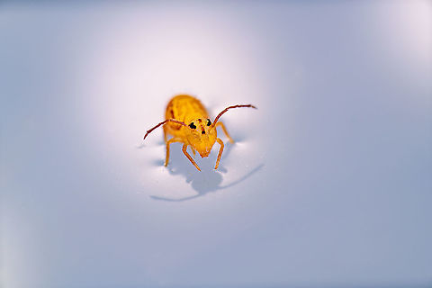 Dicyrtomina ornata, Heesch, Netherlands Our garden, little as it may be, has been a valuable source of extreme macro subjects thus far. Yet this being November, the insect world is bracing for winter. Except perhaps for...winter insects.

If it wasn't for our new laser-pen-obsessed cat forcing me outside, I'd had no business there. For no particular reason I figured to do another gaze in the mini pond that I had been ignoring for weeks. These are just buckets of water dug into the ground. I pretty much let nature figure out what to do with this habitat.

Eye ball almost meeting the water line, I normally look into the water. To see if anything moves down below. Being this very close to the water line, I noticed something tiny sitting on the surface itself. Arthropod-like but too small to the naked eye to decipher anything else.

I carefully poured it into a petri dish and took it inside. I had a quick look in the viewfinder and rejoiced: a springtail! 

I know they exist. They are likely the most numerous of any insect species in our garden, yet thus far I've never consciously seen one, let alone capture one. Probably because I wasn't trying very hard, yet also because of their small size. They are easy to overlook and even if detected, standard macro photography (1:1) would struggle to capture them in detail, depending on which species it concerns:

https://www.collembola.org/images/hopkin/2005/megmin01.jpg

Both subjects are springtails. The small blob is a mere 0.25mm, the "giant" 6mm. The particular species on my photo has these dimensions:

- body length (head to butt): 1.7mm
- abdomen at widest point: 0.8mm
- width of head, without antennae: 0.4mm

As seen by the naked eye:
https://www.jungledragon.com/image/104613/dicyrtomina_ornata_-_dimensions_heesch_netherlands.html
Capturing this tiny subject is challenging in multiple ways:

- As I needed a diagonal angle into the petri dish, I went without the macro rail. Handheld 5:1 macro photography is...interesting. 

- Despite the subject being so little, depth of field at 5:1 is still too tiny. It's about 0.25mm. So you can't get the entire subject in focus. Increasing aperture is no solution. This particular lens is useless beyond f/5.6, f/8 tops.

- Resolving power. Whilst I'm generally very happy with this lens, clearly it's unable to resolve fine details at this magnification. The eye, as an example, would be about 0.08mm in size yet still make up hundreds of pixels on the D850's high resolution sensor. This glass, and probably most glass, can't resolve details that fine. It's not a problem for the typical subject (0.5 - 1cm), but this is another league.

Luckily, the subject was strangely compliant. It's alive and unharmed. It didn't respond to my intense focus light and heavy flash. This is the best I was able to produce on day 1. I'll share a few more day 1 shots later. They are far worse, yet I'll use other angles to discuss characteristics of the species. 

On day 2, I actually tried to stack this subject. Results of that are also still to come.

As for species ID, likely this is Dicyrtomina ornata. One of 3 winter species looking somewhat similar (the others are Dicyrtomina saundersi and Dicyrtomina minuta), based on this most excellent resource:
http://www.janvanduinen.nl/collembola_a.html

The decisive key in this case is the subject having a uniform antennae color, which sets it apart from Dicyrtomina saundersi.

Update: anatomy discussion here:

https://www.jungledragon.com/image/104641/dicyrtomina_ornata_anatomy.html
Stacked image from day 2:

https://www.jungledragon.com/image/104643/dicyrtomina_ornata_-_full_subject_crop.html Dicyrtomina ornata,Europe,Extreme Macro,Netherlands,Springtail,World