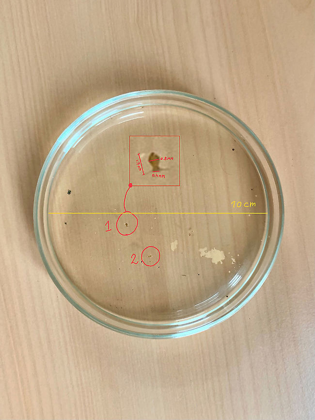 Dicyrtomina ornata - dimensions, Heesch, Netherlands This is a support image for this main post:<br />
<figure class="photo"><a href="https://www.jungledragon.com/image/104612/dicyrtomina_ornata_heesch_netherlands.html" title="Dicyrtomina ornata, Heesch, Netherlands"><img src="https://s3.amazonaws.com/media.jungledragon.com/images/2/104612_thumb.jpg?AWSAccessKeyId=05GMT0V3GWVNE7GGM1R2&Expires=1759968010&Signature=tPRtC2QVbP3jZs8M%2B0bGdq8kZuw%3D" width="200" height="134" alt="Dicyrtomina ornata, Heesch, Netherlands Our garden, little as it may be, has been a valuable source of extreme macro subjects thus far. Yet this being November, the insect world is bracing for winter. Except perhaps for...winter insects.<br />
<br />
If it wasn&#039;t for our new laser-pen-obsessed cat forcing me outside, I&#039;d had no business there. For no particular reason I figured to do another gaze in the mini pond that I had been ignoring for weeks. These are just buckets of water dug into the ground. I pretty much let nature figure out what to do with this habitat.<br />
<br />
Eye ball almost meeting the water line, I normally look into the water. To see if anything moves down below. Being this very close to the water line, I noticed something tiny sitting on the surface itself. Arthropod-like but too small to the naked eye to decipher anything else.<br />
<br />
I carefully poured it into a petri dish and took it inside. I had a quick look in the viewfinder and rejoiced: a springtail! <br />
<br />
I know they exist. They are likely the most numerous of any insect species in our garden, yet thus far I&#039;ve never consciously seen one, let alone capture one. Probably because I wasn&#039;t trying very hard, yet also because of their small size. They are easy to overlook and even if detected, standard macro photography (1:1) would struggle to capture them in detail, depending on which species it concerns:<br />
<br />
https://www.collembola.org/images/hopkin/2005/megmin01.jpg<br />
<br />
Both subjects are springtails. The small blob is a mere 0.25mm, the &quot;giant&quot; 6mm. The particular species on my photo has these dimensions:<br />
<br />
- body length (head to butt): 1.7mm<br />
- abdomen at widest point: 0.8mm<br />
- width of head, without antennae: 0.4mm<br />
<br />
As seen by the naked eye:<br />
https://www.jungledragon.com/image/104613/dicyrtomina_ornata_-_dimensions_heesch_netherlands.html<br />
Capturing this tiny subject is challenging in multiple ways:<br />
<br />
- As I needed a diagonal angle into the petri dish, I went without the macro rail. Handheld 5:1 macro photography is...interesting. <br />
<br />
- Despite the subject being so little, depth of field at 5:1 is still too tiny. It&#039;s about 0.25mm. So you can&#039;t get the entire subject in focus. Increasing aperture is no solution. This particular lens is useless beyond f/5.6, f/8 tops.<br />
<br />
- Resolving power. Whilst I&#039;m generally very happy with this lens, clearly it&#039;s unable to resolve fine details at this magnification. The eye, as an example, would be about 0.08mm in size yet still make up hundreds of pixels on the D850&#039;s high resolution sensor. This glass, and probably most glass, can&#039;t resolve details that fine. It&#039;s not a problem for the typical subject (0.5 - 1cm), but this is another league.<br />
<br />
Luckily, the subject was strangely compliant. It&#039;s alive and unharmed. It didn&#039;t respond to my intense focus light and heavy flash. This is the best I was able to produce on day 1. I&#039;ll share a few more day 1 shots later. They are far worse, yet I&#039;ll use other angles to discuss characteristics of the species. <br />
<br />
On day 2, I actually tried to stack this subject. Results of that are also still to come.<br />
<br />
As for species ID, likely this is Dicyrtomina ornata. One of 3 winter species looking somewhat similar (the others are Dicyrtomina saundersi and Dicyrtomina minuta), based on this most excellent resource:<br />
http://www.janvanduinen.nl/collembola_a.html<br />
<br />
The decisive key in this case is the subject having a uniform antennae color, which sets it apart from Dicyrtomina saundersi.<br />
<br />
Update: anatomy discussion here:<br />
<br />
https://www.jungledragon.com/image/104641/dicyrtomina_ornata_anatomy.html<br />
Stacked image from day 2:<br />
<br />
https://www.jungledragon.com/image/104643/dicyrtomina_ornata_-_full_subject_crop.html Dicyrtomina ornata,Europe,Extreme Macro,Netherlands,Springtail,World" /></a></figure><br />
This image shows the subject as seen by the naked eye. There&#039;s 2 springtails in the petri dish, the main photo concerns individual #1. With the petri dish having an exact diameter of 10cm, I was able to calculate the subject dimensions:<br />
<br />
- body length (head to butt): 1.7mm<br />
- abdomen at widest point: 0.8mm<br />
- width of head, without antennae: 0.4mm<br />
<br />
Although a simple process, I&#039;ll still explain this method of measuring. Using a measure tape, I measured the petri dish to be exactly 10cm in diameter. Next, I used the measurement tool in Photoshop, which allows you to draw a line between 2 points and see how many pixels it is. In this case, the 10cm diameter corresponds to 768 pixels.<br />
<br />
Therefore, 1 single pixel corresponds to 100mm (10cm) / 768 = 0.13mm in the real world. With this in mind, one can zoom deeply into the image and keep using Photoshop&#039;s ruler tool to draw lines on the subject itself. This will give back the amount of pixels, which we then multiply with 0.13mm. Dicyrtomina ornata