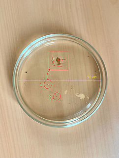 Dicyrtomina ornata - dimensions, Heesch, Netherlands This is a support image for this main post:
https://www.jungledragon.com/image/104612/dicyrtomina_ornata_heesch_netherlands.html
This image shows the subject as seen by the naked eye. There's 2 springtails in the petri dish, the main photo concerns individual #1. With the petri dish having an exact diameter of 10cm, I was able to calculate the subject dimensions:

- body length (head to butt): 1.7mm
- abdomen at widest point: 0.8mm
- width of head, without antennae: 0.4mm

Although a simple process, I'll still explain this method of measuring. Using a measure tape, I measured the petri dish to be exactly 10cm in diameter. Next, I used the measurement tool in Photoshop, which allows you to draw a line between 2 points and see how many pixels it is. In this case, the 10cm diameter corresponds to 768 pixels.

Therefore, 1 single pixel corresponds to 100mm (10cm) / 768 = 0.13mm in the real world. With this in mind, one can zoom deeply into the image and keep using Photoshop's ruler tool to draw lines on the subject itself. This will give back the amount of pixels, which we then multiply with 0.13mm. Dicyrtomina ornata