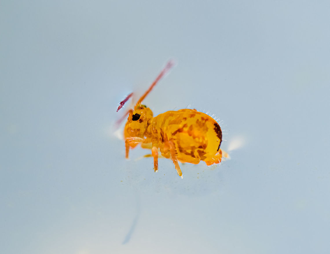 Dicyrtomina ornata anatomy Here&#039;s a supplemental image of this springtail as a follow-up to this post:<br />
<figure class="photo"><a href="https://www.jungledragon.com/image/104612/dicyrtomina_ornata_heesch_netherlands.html" title="Dicyrtomina ornata, Heesch, Netherlands"><img src="https://s3.amazonaws.com/media.jungledragon.com/images/2/104612_thumb.jpg?AWSAccessKeyId=05GMT0V3GWVNE7GGM1R2&Expires=1759968010&Signature=tPRtC2QVbP3jZs8M%2B0bGdq8kZuw%3D" width="200" height="134" alt="Dicyrtomina ornata, Heesch, Netherlands Our garden, little as it may be, has been a valuable source of extreme macro subjects thus far. Yet this being November, the insect world is bracing for winter. Except perhaps for...winter insects.<br />
<br />
If it wasn&#039;t for our new laser-pen-obsessed cat forcing me outside, I&#039;d had no business there. For no particular reason I figured to do another gaze in the mini pond that I had been ignoring for weeks. These are just buckets of water dug into the ground. I pretty much let nature figure out what to do with this habitat.<br />
<br />
Eye ball almost meeting the water line, I normally look into the water. To see if anything moves down below. Being this very close to the water line, I noticed something tiny sitting on the surface itself. Arthropod-like but too small to the naked eye to decipher anything else.<br />
<br />
I carefully poured it into a petri dish and took it inside. I had a quick look in the viewfinder and rejoiced: a springtail! <br />
<br />
I know they exist. They are likely the most numerous of any insect species in our garden, yet thus far I&#039;ve never consciously seen one, let alone capture one. Probably because I wasn&#039;t trying very hard, yet also because of their small size. They are easy to overlook and even if detected, standard macro photography (1:1) would struggle to capture them in detail, depending on which species it concerns:<br />
<br />
https://www.collembola.org/images/hopkin/2005/megmin01.jpg<br />
<br />
Both subjects are springtails. The small blob is a mere 0.25mm, the &quot;giant&quot; 6mm. The particular species on my photo has these dimensions:<br />
<br />
- body length (head to butt): 1.7mm<br />
- abdomen at widest point: 0.8mm<br />
- width of head, without antennae: 0.4mm<br />
<br />
As seen by the naked eye:<br />
https://www.jungledragon.com/image/104613/dicyrtomina_ornata_-_dimensions_heesch_netherlands.html<br />
Capturing this tiny subject is challenging in multiple ways:<br />
<br />
- As I needed a diagonal angle into the petri dish, I went without the macro rail. Handheld 5:1 macro photography is...interesting. <br />
<br />
- Despite the subject being so little, depth of field at 5:1 is still too tiny. It&#039;s about 0.25mm. So you can&#039;t get the entire subject in focus. Increasing aperture is no solution. This particular lens is useless beyond f/5.6, f/8 tops.<br />
<br />
- Resolving power. Whilst I&#039;m generally very happy with this lens, clearly it&#039;s unable to resolve fine details at this magnification. The eye, as an example, would be about 0.08mm in size yet still make up hundreds of pixels on the D850&#039;s high resolution sensor. This glass, and probably most glass, can&#039;t resolve details that fine. It&#039;s not a problem for the typical subject (0.5 - 1cm), but this is another league.<br />
<br />
Luckily, the subject was strangely compliant. It&#039;s alive and unharmed. It didn&#039;t respond to my intense focus light and heavy flash. This is the best I was able to produce on day 1. I&#039;ll share a few more day 1 shots later. They are far worse, yet I&#039;ll use other angles to discuss characteristics of the species. <br />
<br />
On day 2, I actually tried to stack this subject. Results of that are also still to come.<br />
<br />
As for species ID, likely this is Dicyrtomina ornata. One of 3 winter species looking somewhat similar (the others are Dicyrtomina saundersi and Dicyrtomina minuta), based on this most excellent resource:<br />
http://www.janvanduinen.nl/collembola_a.html<br />
<br />
The decisive key in this case is the subject having a uniform antennae color, which sets it apart from Dicyrtomina saundersi.<br />
<br />
Update: anatomy discussion here:<br />
<br />
https://www.jungledragon.com/image/104641/dicyrtomina_ornata_anatomy.html<br />
Stacked image from day 2:<br />
<br />
https://www.jungledragon.com/image/104643/dicyrtomina_ornata_-_full_subject_crop.html Dicyrtomina ornata,Europe,Extreme Macro,Netherlands,Springtail,World" /></a></figure><br />
I&#039;ll use this side view to discuss a bit of anatomy regarding springtails.<br />
<br />
1. One thing that immediately stands out is that they are wingless. They spent their lives mostly in the soil, walking around.<br />
<br />
2. This particular order of springtails (Symphypleona) is characterized by the thorax and abdomen seemingly fused. This gives them the nick name &quot;globular springtails&quot;.<br />
<br />
3. Although out of focus in this shot, you can seen an &quot;extra&quot; appendage in between the legs, under the abdomen, pointing forward. It&#039;s not an oversized sexual organ, it&#039;s a &quot;furca&quot;. It&#039;s a fork-like tail that the creature uses to catapult itself away when threatened. Here&#039;s a much better photo showing this appendage:<br />
<a href="https://images.squarespace-cdn.com/content/v1/56c3a4fee707eb3f27398521/1597767296030-CRKHIIO1BNTNO858DWCN/ke17ZwdGBToddI8pDm48kJRqFJ19D4P4EwsC9z3fiewUqsxRUqqbr1mOJYKfIPR7LoDQ9mXPOjoJoqy81S2I8N_N4V1vUb5AoIIIbLZhVYy7Mythp_T-mtop-vrsUOmeInPi9iDjx9w8K4ZfjXt2dkV64dCjSK7Zaaf7dwPYPO_gHf_vjqrS5WJoq1nmwotrP7cJNZlDXbgJNE9ef52e8w/Dicyrtomina+minuta+furca.jpeg?format=1500w" rel="nofollow">https://images.squarespace-cdn.com/content/v1/56c3a4fee707eb3f27398521/1597767296030-CRKHIIO1BNTNO858DWCN/ke17ZwdGBToddI8pDm48kJRqFJ19D4P4EwsC9z3fiewUqsxRUqqbr1mOJYKfIPR7LoDQ9mXPOjoJoqy81S2I8N_N4V1vUb5AoIIIbLZhVYy7Mythp_T-mtop-vrsUOmeInPi9iDjx9w8K4ZfjXt2dkV64dCjSK7Zaaf7dwPYPO_gHf_vjqrS5WJoq1nmwotrP7cJNZlDXbgJNE9ef52e8w/Dicyrtomina+minuta+furca.jpeg?format=1500w</a><br />
<br />
4. Keep the previous image in view as it shows another critical appendage that gave them the name &quot;Collembola&quot;. On the underside, somewhere around where you imagine a neck or chest might be, is a tube-like appendage. This is called a collaphore. It is believed to be an important and versatile tools for all types of tasks...<br />
<br />
<a href="https://media.springernature.com/full/springer-static/image/art:10.1038/s41598-018-37354-4/MediaObjects/41598_2018_37354_Fig5_HTML.png?as=webp" rel="nofollow">https://media.springernature.com/full/springer-static/image/art:10.1038/s41598-018-37354-4/MediaObjects/41598_2018_37354_Fig5_HTML.png?as=webp</a><br />
<br />
...which seem to include surface stabilization, drinking, and cleaning their own body, which is important given their soil life.<br />
<br />
5. Unlike insects, springtails are soft-bodied, they lack an exoskeleton. Basically, they have skin. Which is highly water and dirt repellant. They differ in other ways from insects, such as having internal mouth parts and eyes that are more like crustaceans. Dicyrtomina ornata,Europe,Extreme Macro,Netherlands,Springtail,World