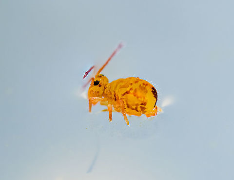 Dicyrtomina ornata anatomy Here's a supplemental image of this springtail as a follow-up to this post:
https://www.jungledragon.com/image/104612/dicyrtomina_ornata_heesch_netherlands.html
I'll use this side view to discuss a bit of anatomy regarding springtails.

1. One thing that immediately stands out is that they are wingless. They spent their lives mostly in the soil, walking around.

2. This particular order of springtails (Symphypleona) is characterized by the thorax and abdomen seemingly fused. This gives them the nick name "globular springtails".

3. Although out of focus in this shot, you can seen an "extra" appendage in between the legs, under the abdomen, pointing forward. It's not an oversized sexual organ, it's a "furca". It's a fork-like tail that the creature uses to catapult itself away when threatened. Here's a much better photo showing this appendage:
https://images.squarespace-cdn.com/content/v1/56c3a4fee707eb3f27398521/1597767296030-CRKHIIO1BNTNO858DWCN/ke17ZwdGBToddI8pDm48kJRqFJ19D4P4EwsC9z3fiewUqsxRUqqbr1mOJYKfIPR7LoDQ9mXPOjoJoqy81S2I8N_N4V1vUb5AoIIIbLZhVYy7Mythp_T-mtop-vrsUOmeInPi9iDjx9w8K4ZfjXt2dkV64dCjSK7Zaaf7dwPYPO_gHf_vjqrS5WJoq1nmwotrP7cJNZlDXbgJNE9ef52e8w/Dicyrtomina+minuta+furca.jpeg?format=1500w

4. Keep the previous image in view as it shows another critical appendage that gave them the name "Collembola". On the underside, somewhere around where you imagine a neck or chest might be, is a tube-like appendage. This is called a collaphore. It is believed to be an important and versatile tools for all types of tasks...

https://media.springernature.com/full/springer-static/image/art:10.1038/s41598-018-37354-4/MediaObjects/41598_2018_37354_Fig5_HTML.png?as=webp

...which seem to include surface stabilization, drinking, and cleaning their own body, which is important given their soil life.

5. Unlike insects, springtails are soft-bodied, they lack an exoskeleton. Basically, they have skin. Which is highly water and dirt repellant. They differ in other ways from insects, such as having internal mouth parts and eyes that are more like crustaceans. Dicyrtomina ornata,Europe,Extreme Macro,Netherlands,Springtail,World