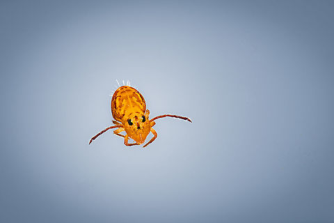 Dicyrtomina ornata - full subject https://www.jungledragon.com/image/104643/dicyrtomina_ornata_-_full_subject_crop.html
These images are taken on my second day of trying to capture this tiny springtail on camera. On day 1, I used a single shot approach using 5:1 macro:

https://www.jungledragon.com/image/104612/dicyrtomina_ornata_heesch_netherlands.html
https://www.jungledragon.com/image/104641/dicyrtomina_ornata_anatomy.html
On this second day, I collected all my patience and courage to try and stack this subject, whilst alive. 

Given the odd angle into the water, I couldn't use my horizontal setup, instead had to put the entire macro rail and camera on a tripod, like so:

https://scontent-amt2-1.xx.fbcdn.net/v/t1.0-9/126094164_10158741261882692_7246136820373851144_o.jpg?_nc_cat=107&ccb=2&_nc_sid=730e14&_nc_ohc=d5m19JERG6UAX99KeSb&_nc_ht=scontent-amt2-1.xx&oh=3e4926d9a6cd3c3fb581dec88150845b&oe=5FDF0481

The most difficult part is the positioning itself. The focus distance is so short that the lens almost touches the water or the edge of the petri dish, and I have to take into account the movement of the stacking process itself.

Next, the stacking could begin. The first 3 attempts failed as the creature kept moving its antennae. A single movement ruins the stack. Furthermore, an annoying water flea kept bugging it. 

This is the only successful stack. Above all, it's a technical accomplishment, and not really an artistic one. The stacked image isn't really better, yet it does have the entire subject in focus. Unfortunately, just like the single shot results, fine details and sharpness are lacking due to optical limitations.

And with that, I released them back into the pond. Dicyrtomina ornata,Extreme Macro