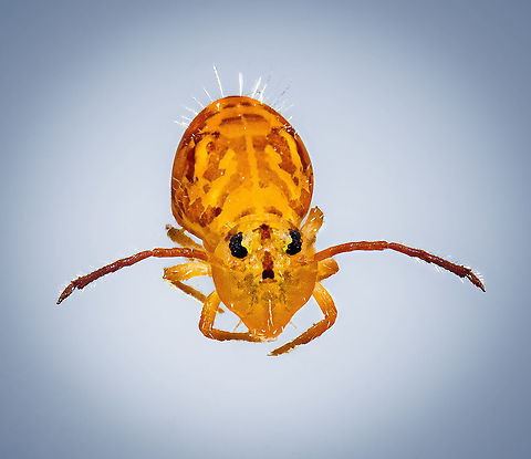 Dicyrtomina ornata - full subject (crop) https://www.jungledragon.com/image/104642/dicyrtomina_ornata_-_full_subject.html
These images are taken on my second day of trying to capture this tiny springtail on camera. On day 1, I used a single shot approach using 5:1 macro:

https://www.jungledragon.com/image/104612/dicyrtomina_ornata_heesch_netherlands.html
https://www.jungledragon.com/image/104641/dicyrtomina_ornata_anatomy.html
On this second day, I collected all my patience and courage to try and stack this subject, whilst alive. 

Given the odd angle into the water, I couldn't use my horizontal setup, instead had to put the entire macro rail and camera on a tripod, like so:

https://scontent-amt2-1.xx.fbcdn.net/v/t1.0-9/126094164_10158741261882692_7246136820373851144_o.jpg?_nc_cat=107&ccb=2&_nc_sid=730e14&_nc_ohc=d5m19JERG6UAX99KeSb&_nc_ht=scontent-amt2-1.xx&oh=3e4926d9a6cd3c3fb581dec88150845b&oe=5FDF0481

The most difficult part is the positioning itself. The focus distance is so short that the lens almost touches the water or the edge of the petri dish, and I have to take into account the movement of the stacking process itself.

Next, the stacking could begin. The first 3 attempts failed as the creature kept moving its antennae. A single movement ruins the stack. Furthermore, an annoying water flea kept bugging it. 

This is the only successful stack. Above all, it's a technical accomplishment, and not really an artistic one. The stacked image isn't really better, yet it does have the entire subject in focus. Unfortunately, just like the single shot results, fine details and sharpness are lacking due to optical limitations.

And with that, I released them back into the pond. Dicyrtomina ornata,Extreme Macro