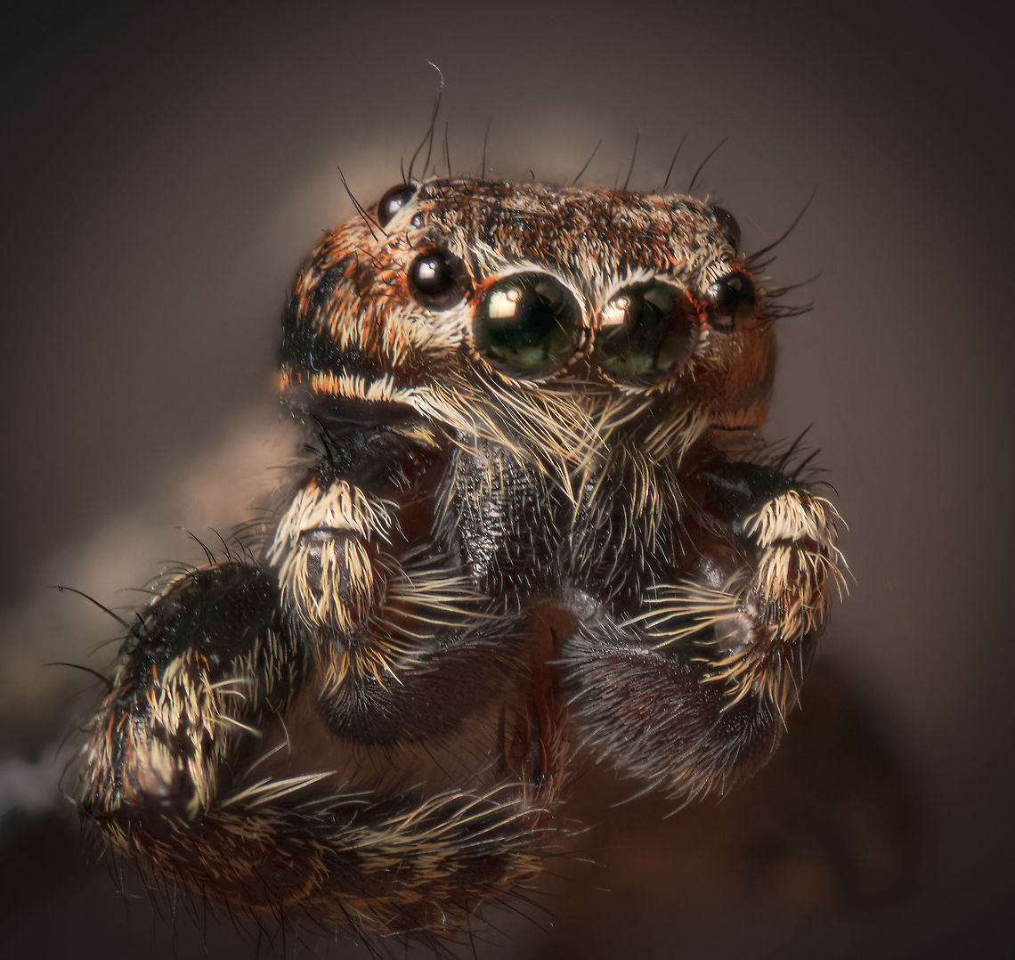 Zebra Spider, 5:1, Heesch, Netherlands I initially didn't want to share this image because it's quite soft. Technical exposure settings seemed correct, yet somehow it still ended up soft. It happens with extreme macro.<br />
<br />
So I rebranded this failure by giving it a different post processing treatment, pretending this was my outcome all along ;)<br />
<br />
Joking aside, I do want to share some food for thought on sharpness. I lost the video, but recently I saw a fascinating interview by a pro photographer interviewing some famous Hollywood camera man. <br />
<br />
They were discussing a 30,000 USD cinematic lens. The photographer stated that it's quite ridiculous how this absurdly costly lens seemed about 10 times softer than the equivalent photography lens of equal focal distance.<br />
<br />
The camera guy violently disagreed. He claimed that instead it is absurd how ridiculously sharp digital photography lenses are. And how their sharpness is not a real quality, or natural.<br />
<br />
He supported his claim with the main point that vision (human vision) is analog, not digital. The extremely precise contrast as seen in digital still photography in no way matches how people actually see things. Whilst this can be a benefit (seeing more details on a photo that we otherwise could not see ourselves), artistically it is not natural or attractive. Both analog photography as well as videography in that sense better match what people expect to see. <br />
<br />
Furthermore, there is such a thing as too much detail, or unneccessary detail. For example, on people's faces, seeing the tiniest of wrinkles may not be wanted, or relevant. <br />
<br />
Back to digital photography, it's important to properly interpret his take on sharpness. It is not to be confused with incorrect focus or motion blur.<br />
<br />
His idea is sometimes referred to as "soft focus" or "classic soft focus". This means the subject is correctly in focus, furthermore it isn't moved (motion blur), it's just that the rendering of the in-focus plane is soft. <br />
<br />
My soft photo does not meet the criteria of "soft focus" as the reason for it being soft is motion blur. It's not an artistic choice, simply a technical failure.<br />
<br />
For what it's worth, it doesn't change my take on trying to capture sharp details, yet I still found it an interesing discussion. The other weird thing I learned about the cinematic lenses he used is that they are all exactly the same size and weight, no matter the focal distance. For some reason this is important to them.<br />
<br />
Anyway, hope this distracted you enough to not zoom in. Extreme Macro,Extreme Macro Portraits,Salticus scenicus,Zebra spider