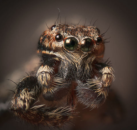 Zebra Spider, 5:1, Heesch, Netherlands I initially didn't want to share this image because it's quite soft. Technical exposure settings seemed correct, yet somehow it still ended up soft. It happens with extreme macro.

So I rebranded this failure by giving it a different post processing treatment, pretending this was my outcome all along ;)

Joking aside, I do want to share some food for thought on sharpness. I lost the video, but recently I saw a fascinating interview by a pro photographer interviewing some famous Hollywood camera man. 

They were discussing a 30,000 USD cinematic lens. The photographer stated that it's quite ridiculous how this absurdly costly lens seemed about 10 times softer than the equivalent photography lens of equal focal distance.

The camera guy violently disagreed. He claimed that instead it is absurd how ridiculously sharp digital photography lenses are. And how their sharpness is not a real quality, or natural.

He supported his claim with the main point that vision (human vision) is analog, not digital. The extremely precise contrast as seen in digital still photography in no way matches how people actually see things. Whilst this can be a benefit (seeing more details on a photo that we otherwise could not see ourselves), artistically it is not natural or attractive. Both analog photography as well as videography in that sense better match what people expect to see. 

Furthermore, there is such a thing as too much detail, or unneccessary detail. For example, on people's faces, seeing the tiniest of wrinkles may not be wanted, or relevant. 

Back to digital photography, it's important to properly interpret his take on sharpness. It is not to be confused with incorrect focus or motion blur.

His idea is sometimes referred to as "soft focus" or "classic soft focus". This means the subject is correctly in focus, furthermore it isn't moved (motion blur), it's just that the rendering of the in-focus plane is soft. 

My soft photo does not meet the criteria of "soft focus" as the reason for it being soft is motion blur. It's not an artistic choice, simply a technical failure.

For what it's worth, it doesn't change my take on trying to capture sharp details, yet I still found it an interesing discussion. The other weird thing I learned about the cinematic lenses he used is that they are all exactly the same size and weight, no matter the focal distance. For some reason this is important to them.

Anyway, hope this distracted you enough to not zoom in. Extreme Macro,Extreme Macro Portraits,Salticus scenicus,Zebra spider