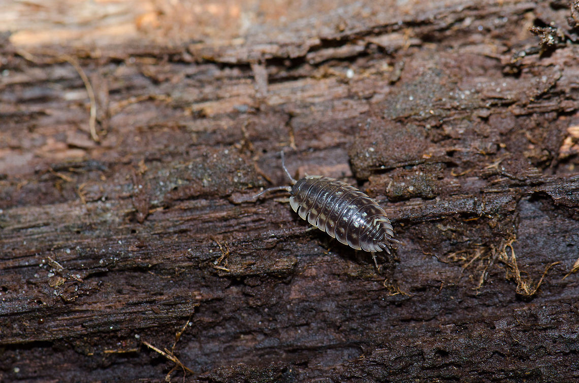 Common woodlouse on dead tree trunk in the Veluwe, the Netherlands Fun fact: wood lice are originally sea creatures. They still have their gills in their hind legs, which allows them to absorb oxygen from the air. I personally have an irrational fear of these things, as they always tend to surprise you when lifting up things. Harderwijk,Macro,Netherlands,Oniscus asellus,Veluwe