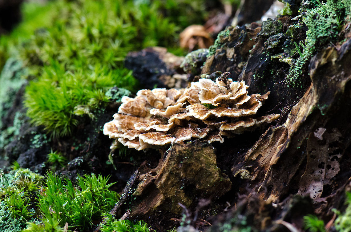 Trametes versicolor at the Veluwe, the Netherlands I hope I have this ID right, fungus identification really isn&#039;t my cup of tea. Harderwijk,Macro,Netherlands,Trametes versicolor,Turkey tail,Veluwe